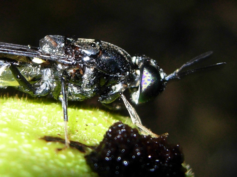 Stratiomyidae: Hermetia illucens